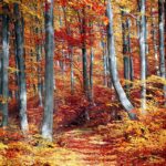 automne